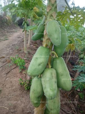 Papaya Verde