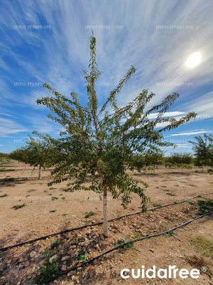 Plantación de almendro de la variedad avijor en Tobarra