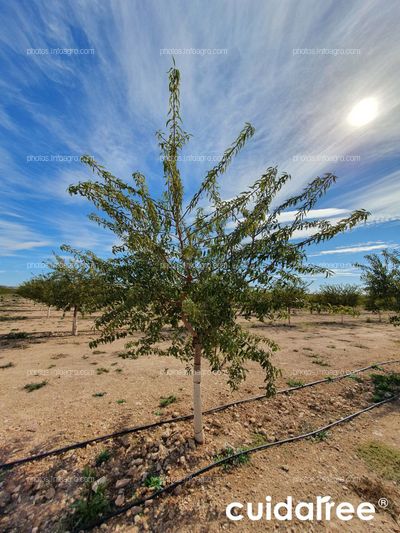 Plantación de almendro de la variedad avijor en Tobarra