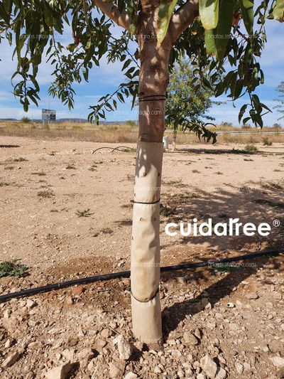 Plantación de almendro de la variedad avijor en Tobarra