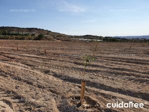 Plantación en Orito (Alicante)
