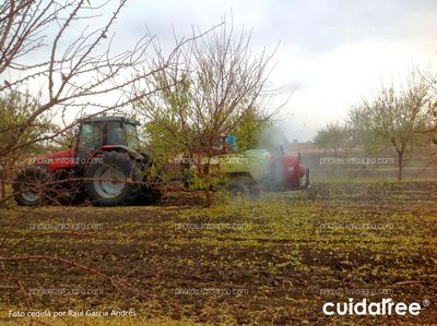 Tratamiento a caída de hojas en almendro