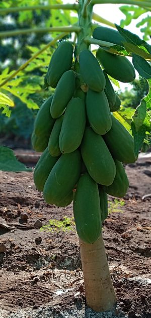 Fruta verde buena calidad