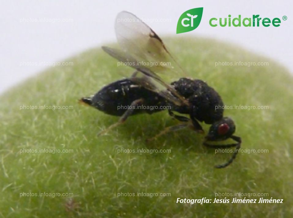 La avispilla del Almendro