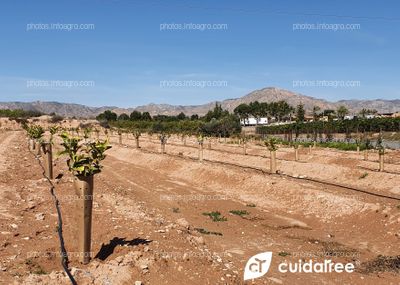 Plantación Limón Beri.