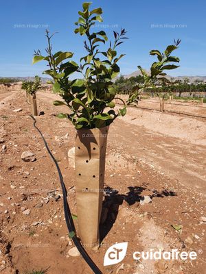 Plantación Limón Beri.