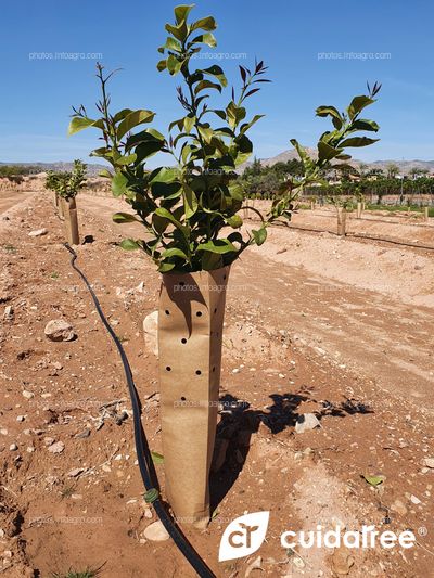 Plantación Limón Beri.