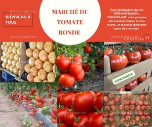 TOMATES