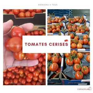 TOMATES CEREZAS 