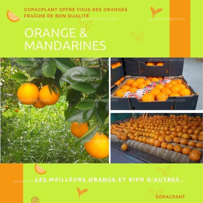 Naranja marroquí 