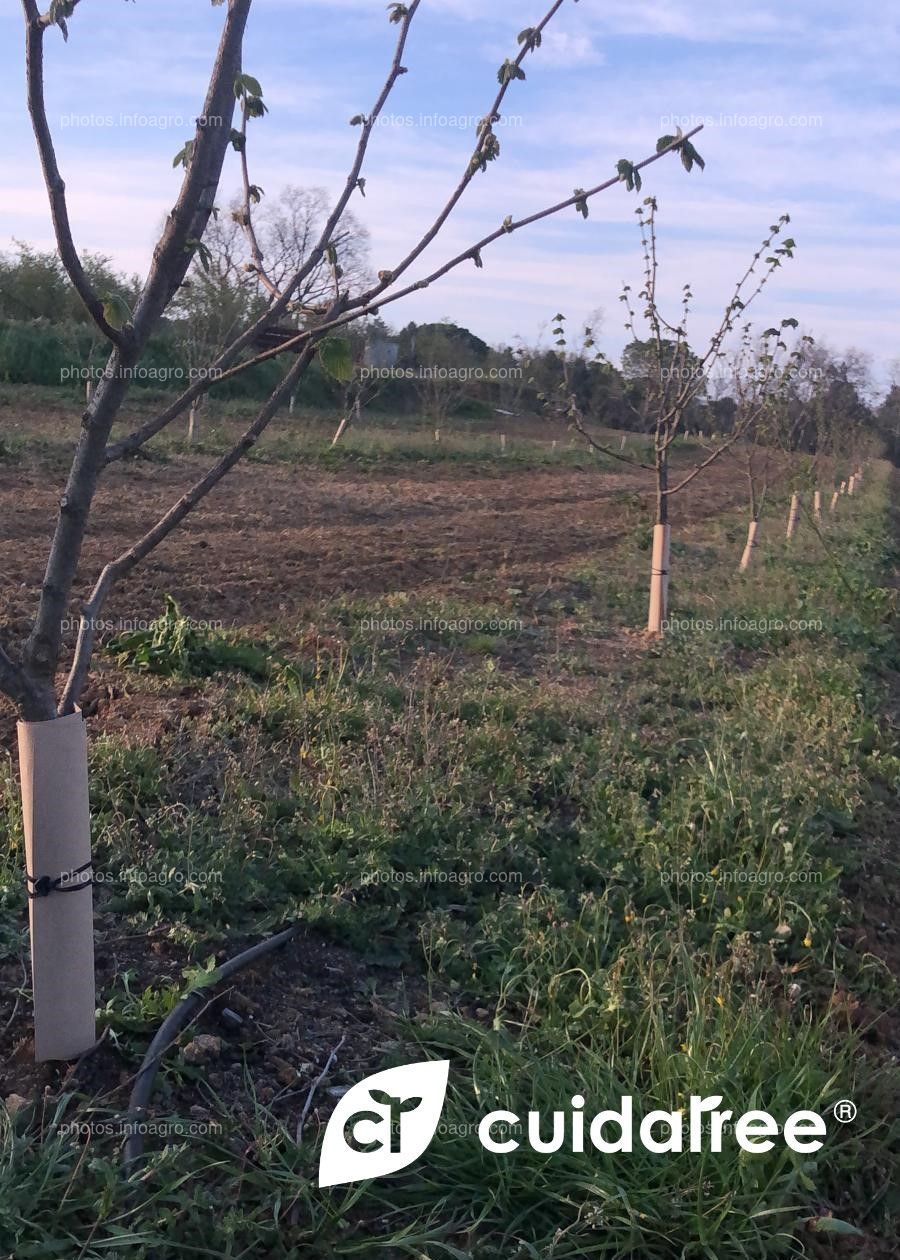 Finca de frutales en Brunyola, provincia de Girona