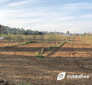 Finca de frutales en Brunyola, provincia de Girona