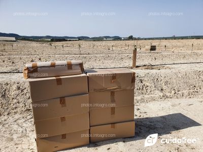 Plantación de limón Eureka en Torremendo al sur de la provincia de Alicante