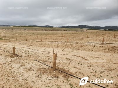 Plantación de limón Eureka en Torremendo al sur de la provincia de Alicante