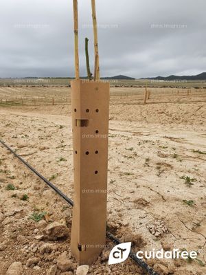 Plantación de limón Eureka en Torremendo al sur de la provincia de Alicante