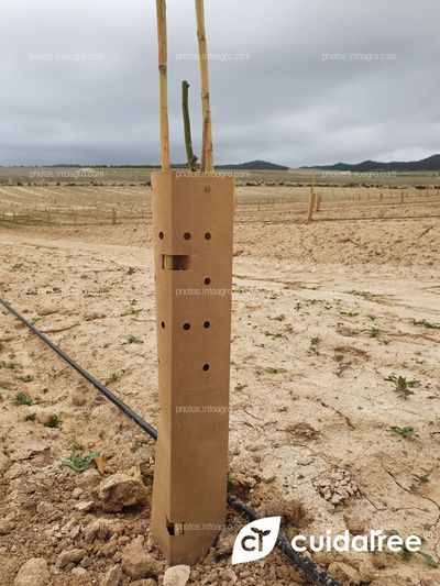 Plantación de limón Eureka en Torremendo al sur de la provincia de Alicante