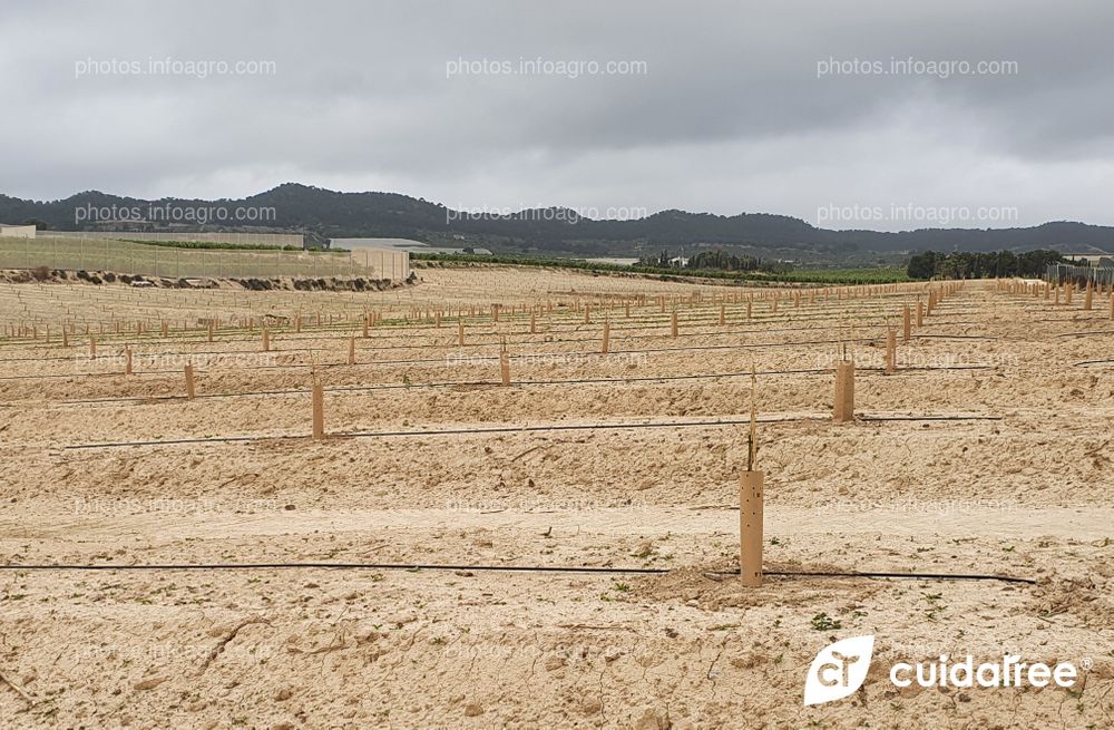 Plantación de limón Eureka en Torremendo al sur de la provincia de Alicante
