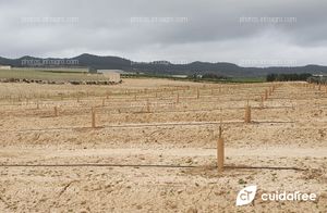 Plantación de limón Eureka en Torremendo al sur de la provincia de Alicante