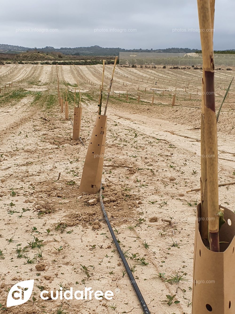 Plantación de limón Eureka en Torremendo al sur de la provincia de Alicante