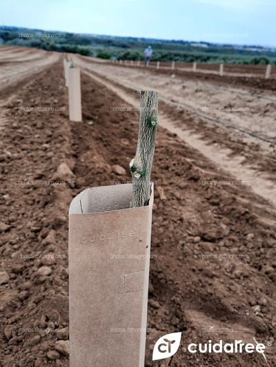 Plantación en Alcolea del Río Provincia de Sevilla