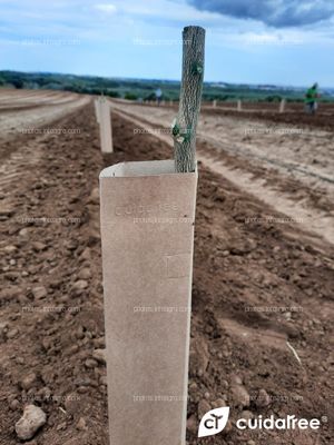 Plantación en Alcolea del Río Provincia de Sevilla