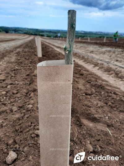 Plantación en Alcolea del Río Provincia de Sevilla