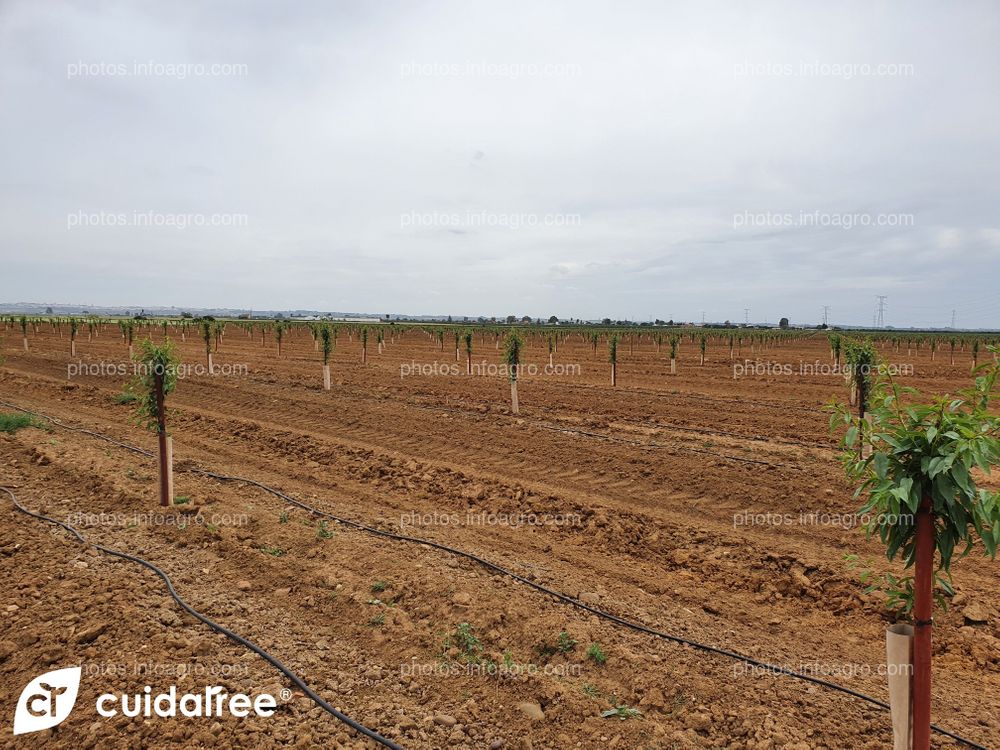 Finca La Nava Grande ubicada en Carmona provincia de Sevilla