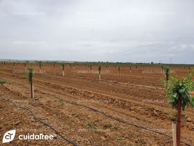 Finca La Nava Grande ubicada en Carmona provincia de Sevilla