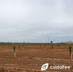 Finca La Nava Grande ubicada en Carmona provincia de Sevilla