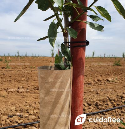 Finca La Nava Grande ubicada en Carmona provincia de Sevilla