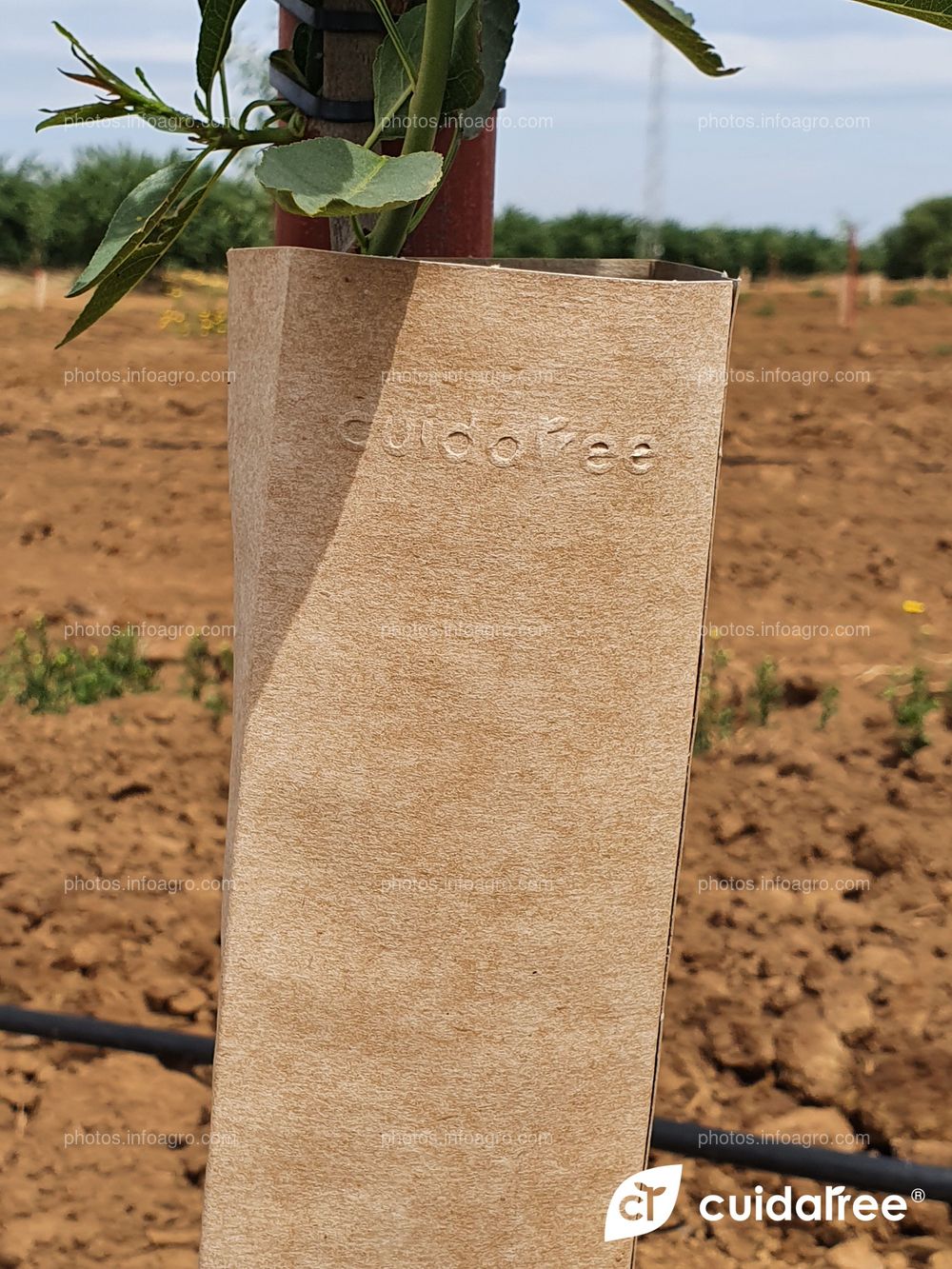 Finca La Nava Grande ubicada en Carmona provincia de Sevilla