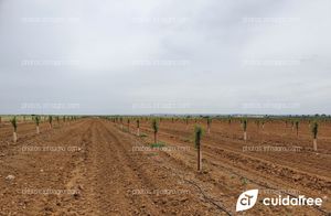 Finca La Nava Grande ubicada en Carmona provincia de Sevilla