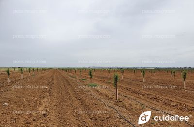 Finca La Nava Grande ubicada en Carmona provincia de Sevilla