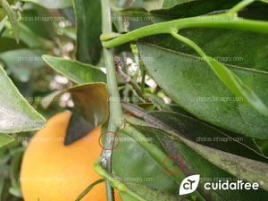 Suelta de Cryptolaemus Montrouzieri para control de Pulvinaria Polygonata
