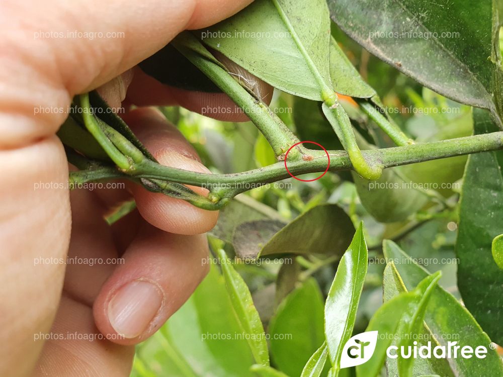 Suelta de Cryptolaemus Montrouzieri para control de Pulvinaria Polygonata 