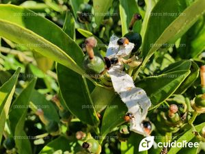 Suelta de Cryptolaemus Montrouzieri para control de Pulvinaria Polygonata 