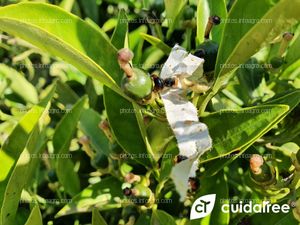 Suelta de Cryptolaemus Montrouzieri para control de Pulvinaria Polygonata