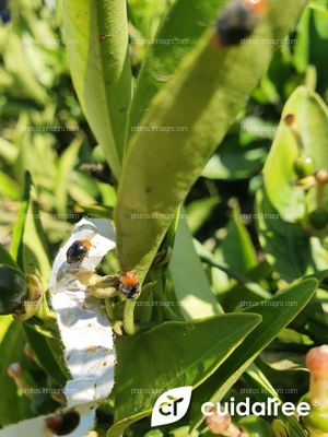 Suelta de Cryptolaemus Montrouzieri para control de Pulvinaria Polygonata