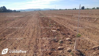 Plantación de 7.220 pistachos realizada en Caravaca de la Cruz provincia de Murcia. 