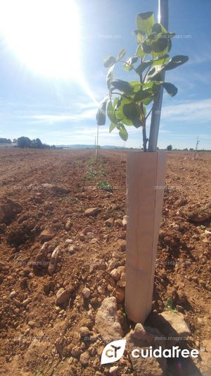 Plantación de 7.220 pistachos realizada en Caravaca de la Cruz provincia de Murcia. 