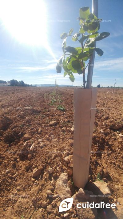 Plantación de 7.220 pistachos realizada en Caravaca de la Cruz provincia de Murcia. 