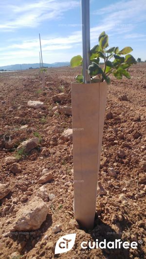 Plantación de 7.220 pistachos realizada en Caravaca de la Cruz provincia de Murcia. 