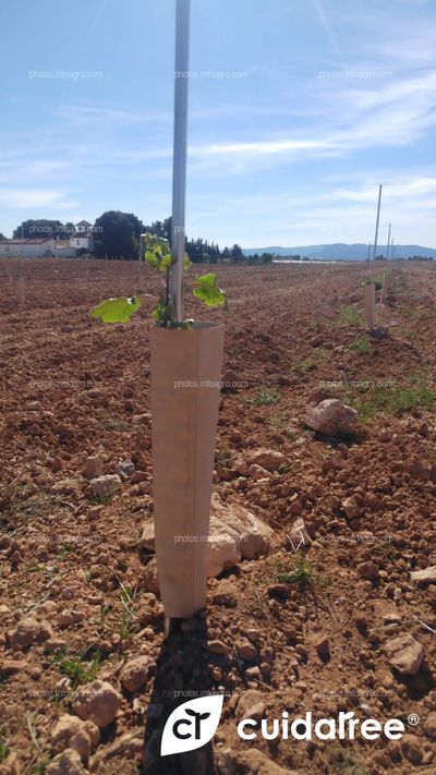 Plantación de 7.220 pistachos realizada en Caravaca de la Cruz provincia de Murcia. 