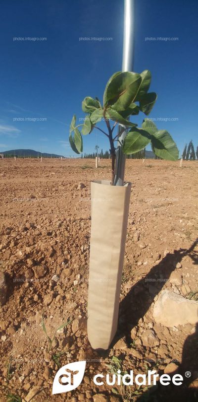 Plantación de 7.220 pistachos realizada en Caravaca de la Cruz provincia de Murcia. 