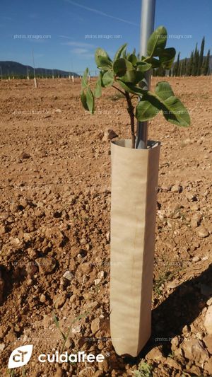 Plantación de 7.220 pistachos realizada en Caravaca de la Cruz provincia de Murcia. 