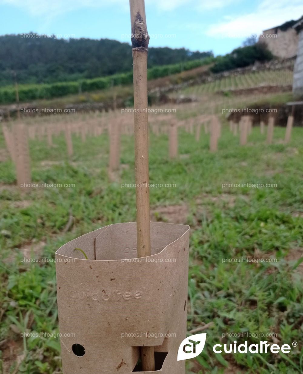 Viña en Castrelo do Miño