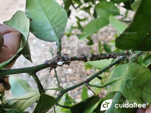 Pulvinaria Poligonata. Control Biológico