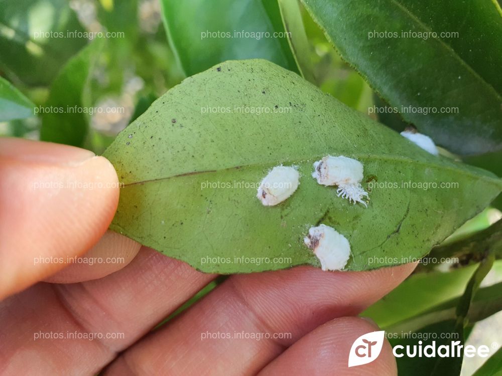 Pulvinaria Poligonata. Control Biológico