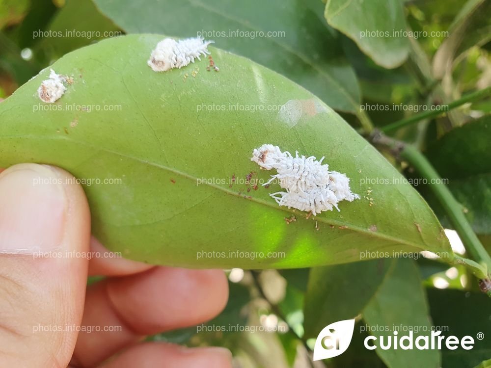 Pulvinaria Poligonata. Control Biológico