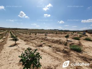 Seguimiento de Finca en Torremendo al sur de la Provincia de Alicante plantada en Abril de 2021